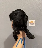 Cockapoo- Blue Collar, a male Cockapoo for sale in Hope, AR – Photo 2 of 2