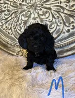 Cockapoo- Blue Collar, a male Cockapoo for sale in Hope, AR – Photo 1 of 2