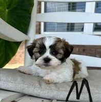 Malshi- Black Collar, a male Mal Shi for sale in Hope, AR – 1 of 2