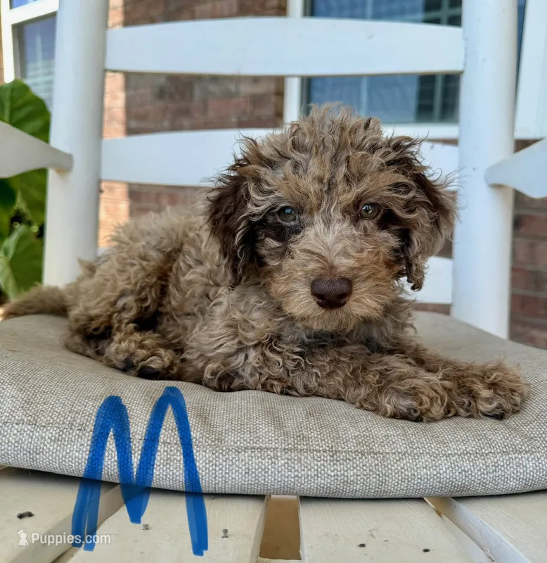 Toy/Mini Goldendoodle- Blue Collar  – Goldendoodle, Miniature Goldendoodle puppy for sale in Hope, AR
