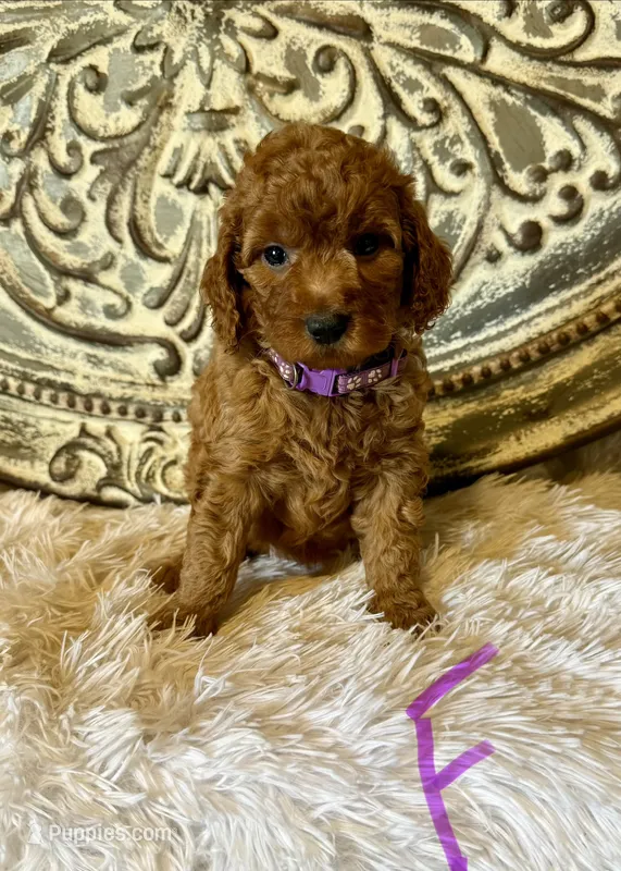 Mini Goldendoodle- Purple  – Miniature Goldendoodle puppy for sale in Hope, AR