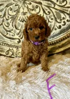 Mini Goldendoodle- Purple , a female Miniature Goldendoodle for sale in Hope, AR – 1 of 1
