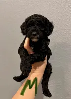 Cockapoo- Green Collar, a male Cockapoo for sale in Hope, AR – 1 of 1