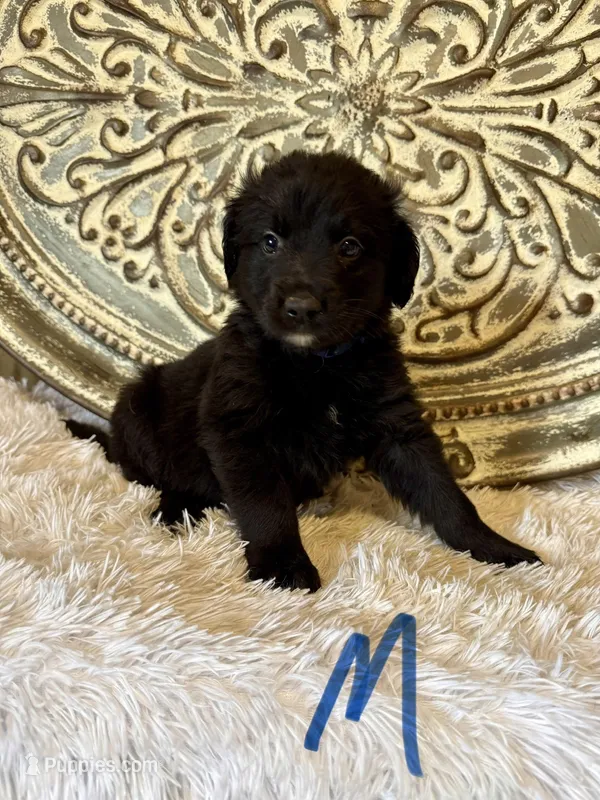 Golden Aussie- Blue Collar – Australian Shepherd, Golden Retriever puppy for sale in Hope, AR