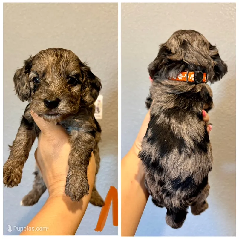 F1b Cockapoo- Orange Collar – Cockapoo puppy for sale in Hope, AR