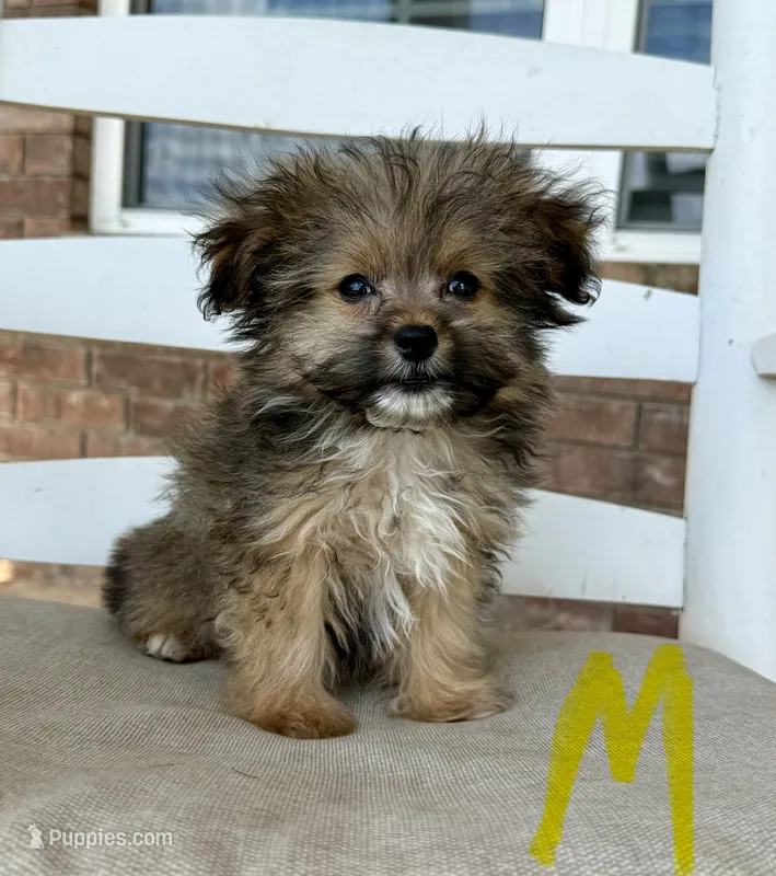 Pomapoo- Yellow Collar (R)  – Pomapoo, Pomeranian puppy for sale in Hope, AR