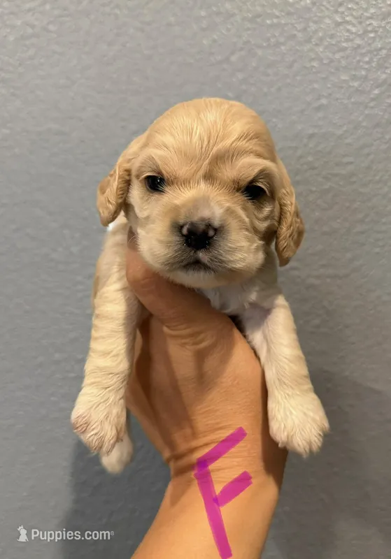 Cocker Spaniel- Purple Collar – Cocker Spaniel puppy for sale in Hope, AR