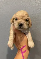 Cocker Spaniel- Purple Collar, a female Cocker Spaniel for sale in Hope, AR – 1 of 1