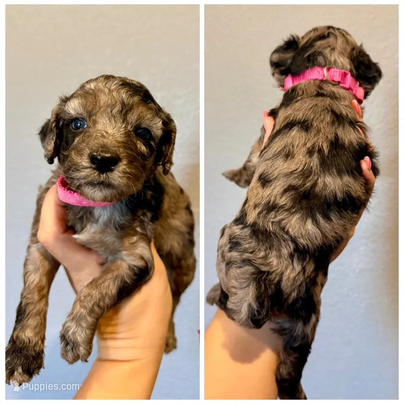 F1b Cockapoo- Pink Collar – Cockapoo puppy for sale in Hope, AR