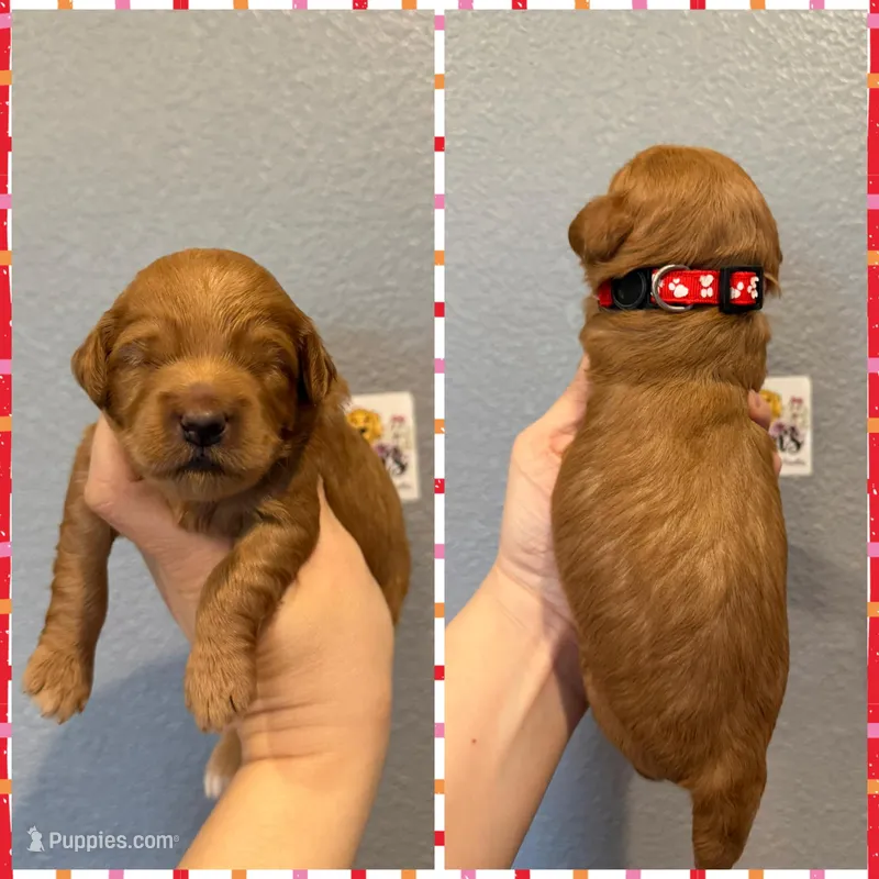 Mini Goldendoodle-Red  – Miniature Goldendoodle puppy on hold in Hope, AR