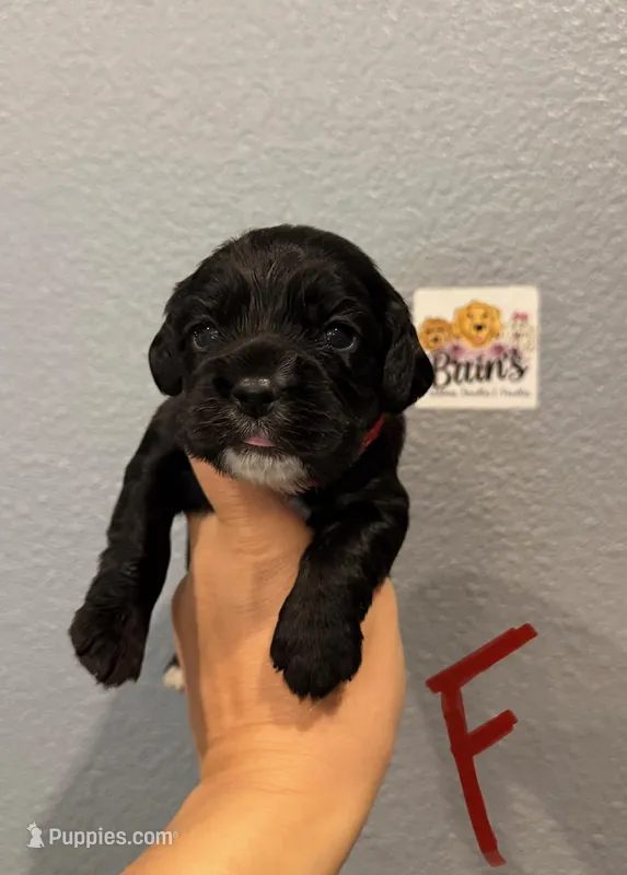 Cocker Spaniel- Red Collar – Cocker Spaniel puppy for sale in Hope, AR