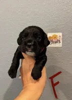 Cocker Spaniel- Red Collar, a female Cocker Spaniel for sale in Hope, AR – 1 of 1