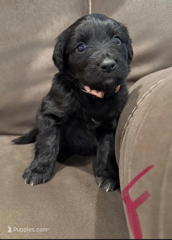 Golden Aussie- Pink Collar – Australian Shepherd, Golden Retriever puppy for sale in Hope, AR