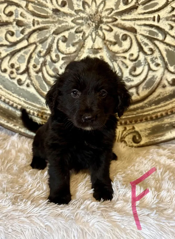Golden Aussie- Pink Collar – Australian Shepherd, Golden Retriever puppy for sale in Hope, AR