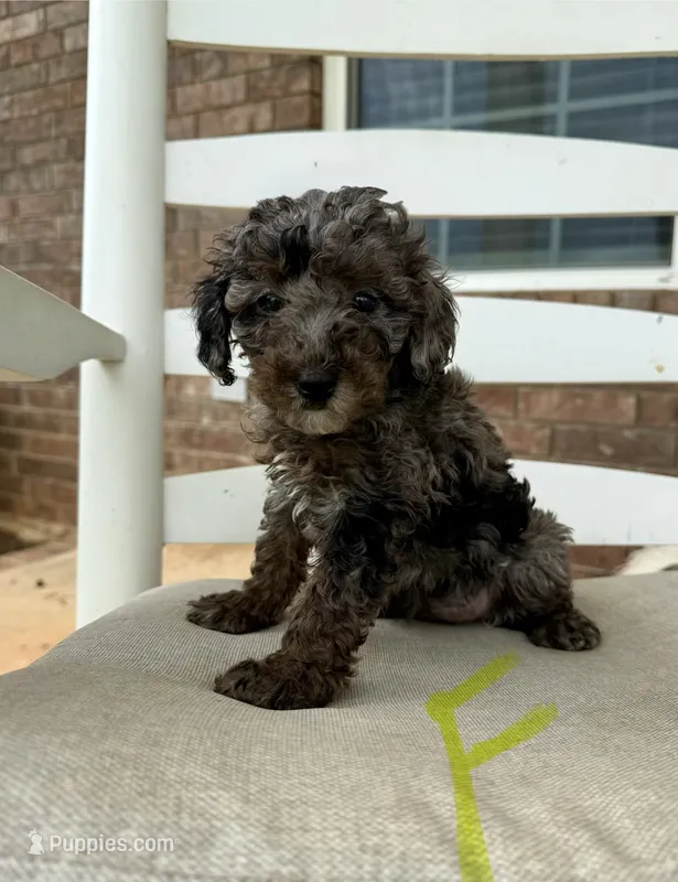 Cockapoo- Lime Green Collar – Cockapoo, Cocker Spaniel puppy for sale in Hope, AR