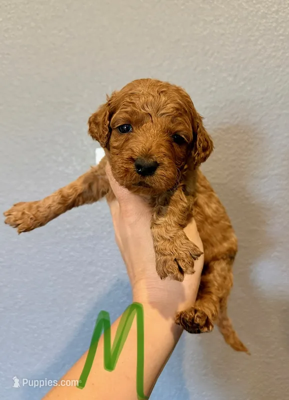 Mini Goldendoodle- Green Collar – Miniature Goldendoodle puppy for sale in Hope, AR