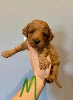 Mini Goldendoodle- Green Collar, a male Miniature Goldendoodle for sale in Hope, AR – 1 of 1
