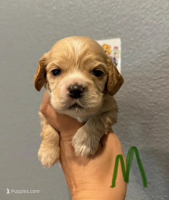 Cocker Spaniel- Green Collar – Cocker Spaniel puppy for sale in Hope, AR