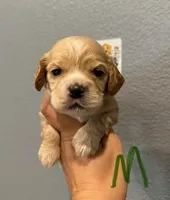 Cocker Spaniel- Green Collar, a male Cocker Spaniel for sale in Hope, AR – 1 of 1