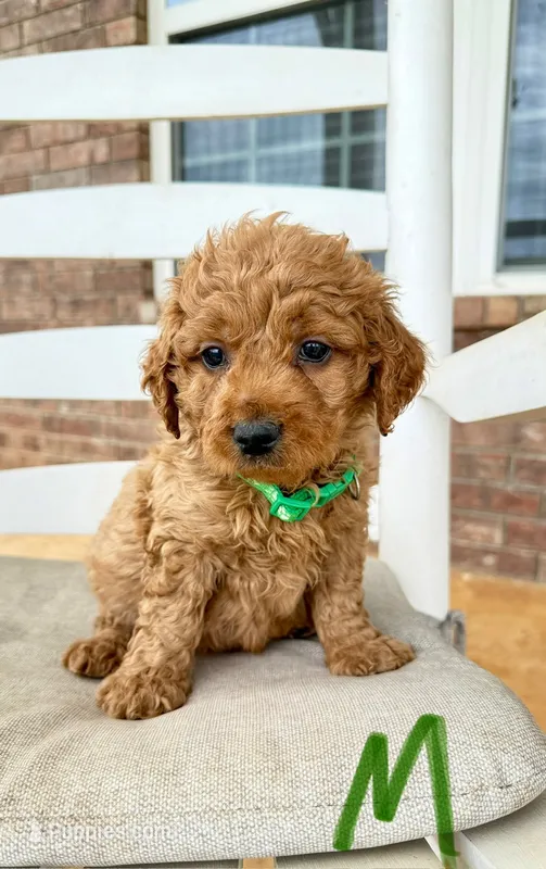 Mini Goldendoodle- Green Collar – Miniature Goldendoodle puppy for sale in Hope, AR
