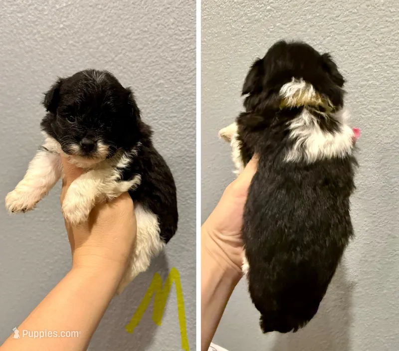 Pomapoo- Yellow Collar – Pomapoo puppy for sale in Hope, AR