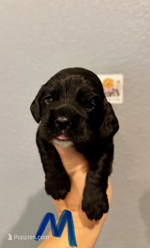 Cocker Spaniel- Blue Collar – Cocker Spaniel puppy for sale in Hope, AR