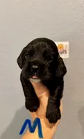 Cocker Spaniel- Blue Collar, a male Cocker Spaniel for sale in Hope, AR – 1 of 1