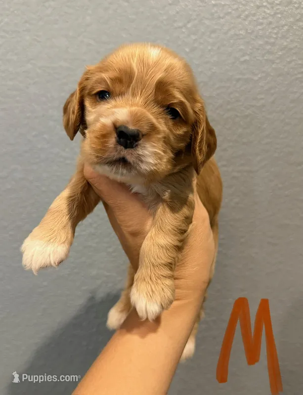 Cocker Spaniel- Orange Collar – Cocker Spaniel puppy for sale in Hope, AR