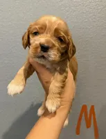 Cocker Spaniel- Orange Collar, a male Cocker Spaniel for sale in Hope, AR – 1 of 1