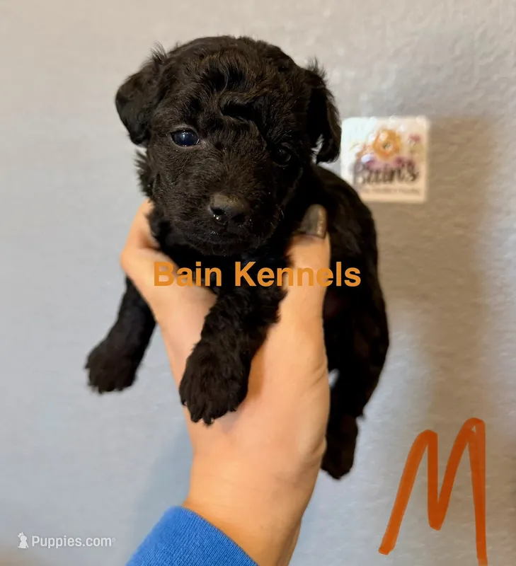 Yorkipoo ( Orange Collar)  – Yorkipoo puppy for sale in Hope, AR