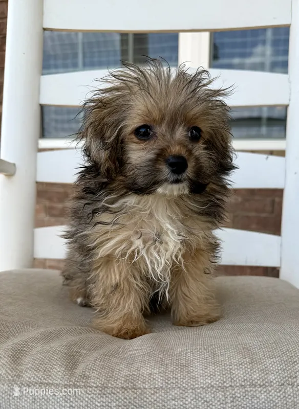 Pomapoo- Yellow Collar (R)  – Pomapoo, Pomeranian puppy for sale in Hope, AR