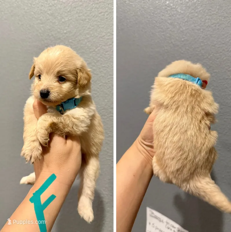 Pomapoo- Turquoise Collar – Pomapoo puppy on hold in Hope, AR