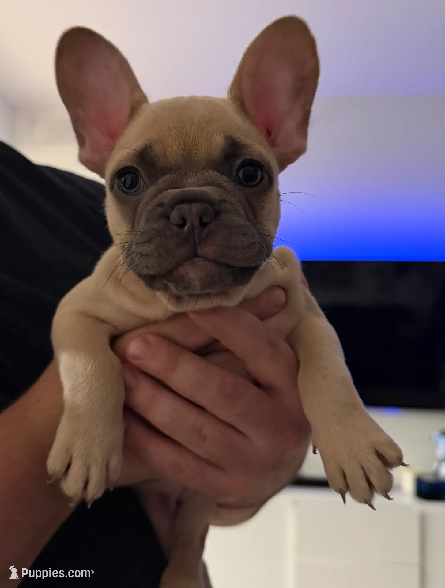 Honey, a female French Bulldog for sale in Miami, FL – Photo 4 of 6