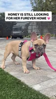 Honey, a female French Bulldog for sale in Miami, FL – Photo 1 of 6