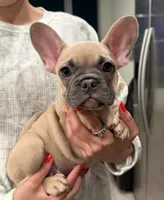 Honey, a female French Bulldog for sale in Miami, FL – Photo 3 of 6