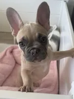 Honey, a female French Bulldog for sale in Miami, FL – Photo 2 of 6