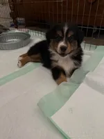 Maggie , a female Australian Shepherd for sale in Cookeville, TN – 3 of 3