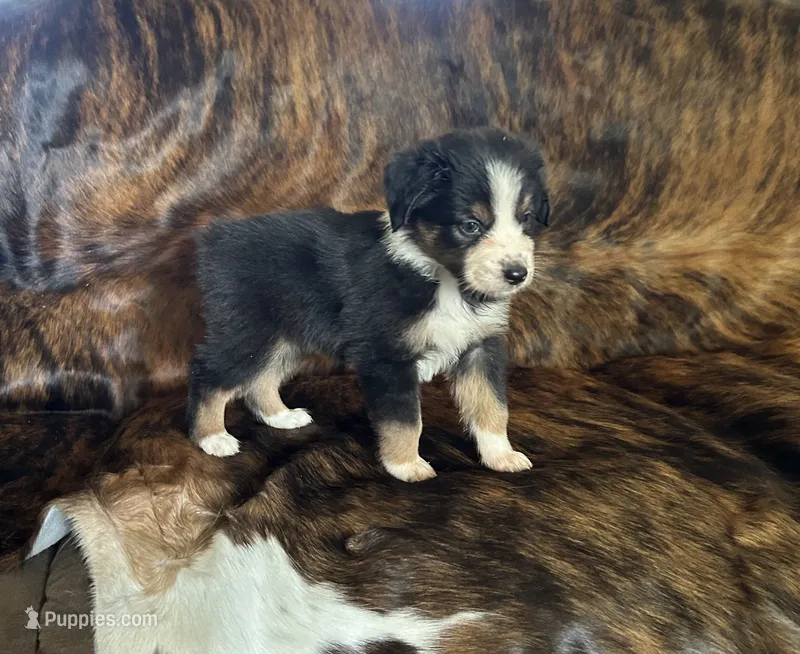 Millie  – Australian Shepherd puppy for sale in Cookeville, TN