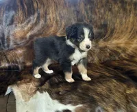Millie , a female Australian Shepherd for sale in Cookeville, TN – 1 of 1