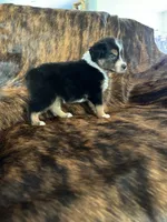 Maggie , a female Australian Shepherd for sale in Cookeville, TN – 2 of 3