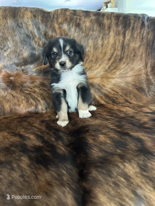 Beau – Australian Shepherd puppy for sale in Cookeville, TN