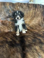 Beau, a male Australian Shepherd for sale in Cookeville, TN – 1 of 2