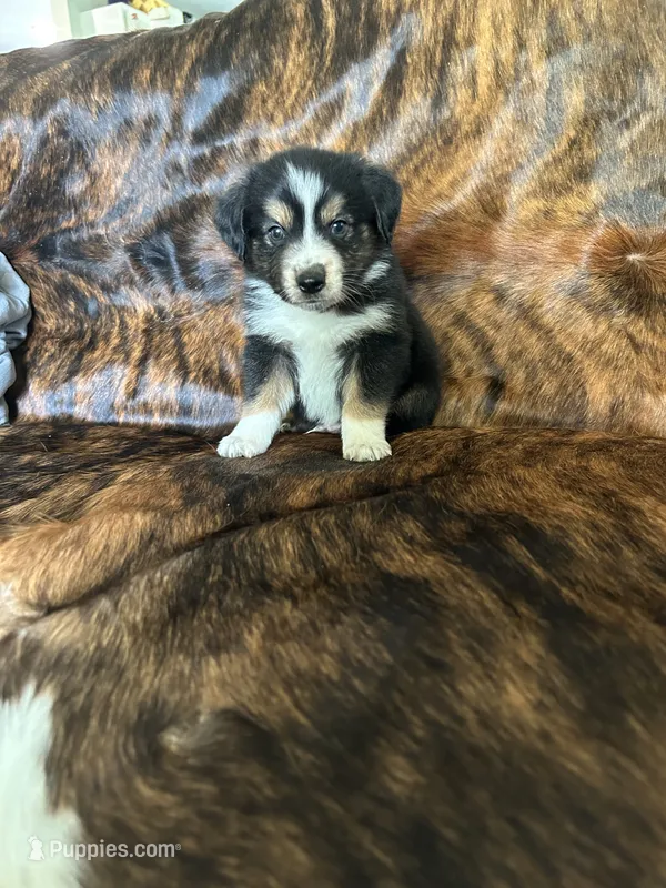 Koda  – Australian Shepherd puppy for sale in Cookeville, TN