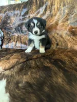 Koda , a male Australian Shepherd for sale in Cookeville, TN – 1 of 2
