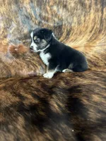 Koda , a male Australian Shepherd for sale in Cookeville, TN – 2 of 2