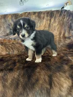 Beau, a male Australian Shepherd for sale in Cookeville, TN – 2 of 2