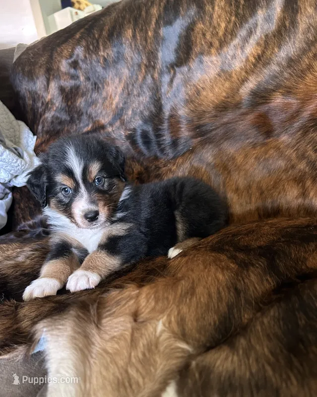 Maggie  – Australian Shepherd puppy for sale in Cookeville, TN