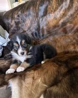 Maggie , a female Australian Shepherd for sale in Cookeville, TN – 1 of 3