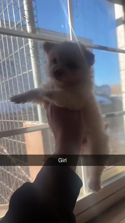 Snow, a female Pomeranian and Morkie for sale in Rockford, IL – 2 of 2