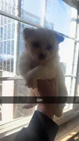 Snow, a female Pomeranian and Morkie for sale in Rockford, IL – 1 of 2
